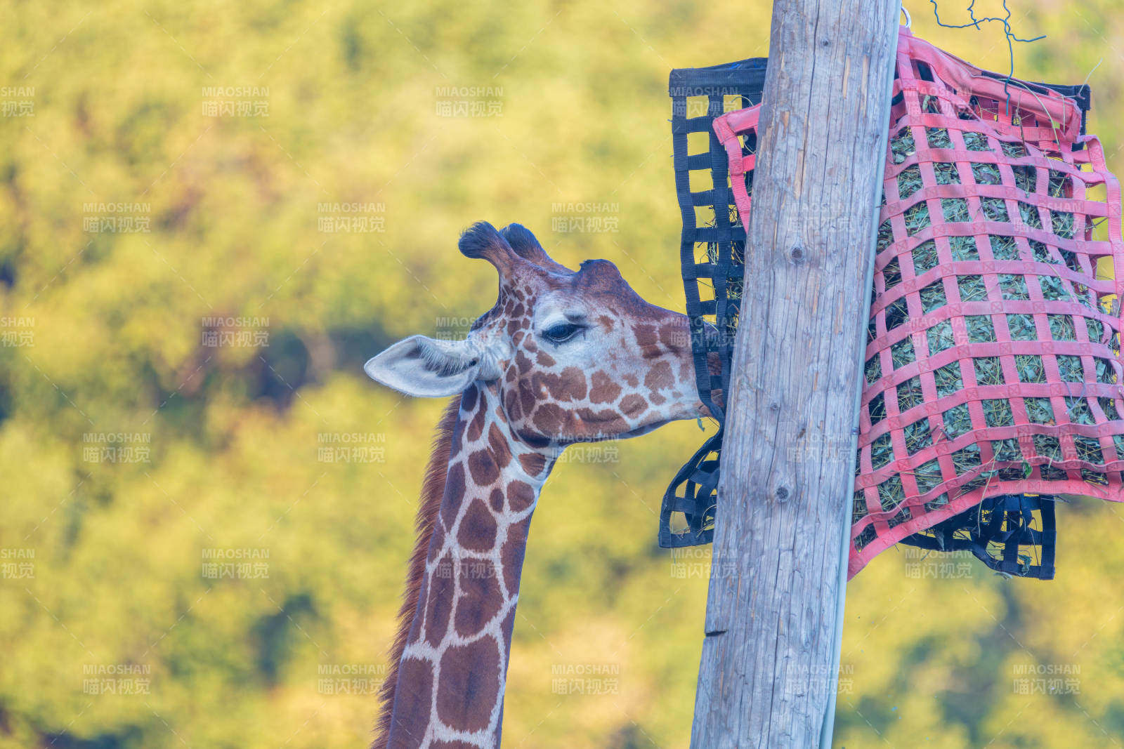 长颈鹿吃草图片