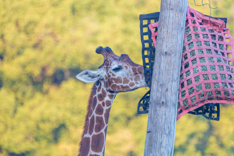 长颈鹿吃草图片