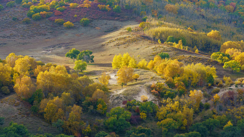 不是桦木沟蛤蟆坝秋山金叶图片