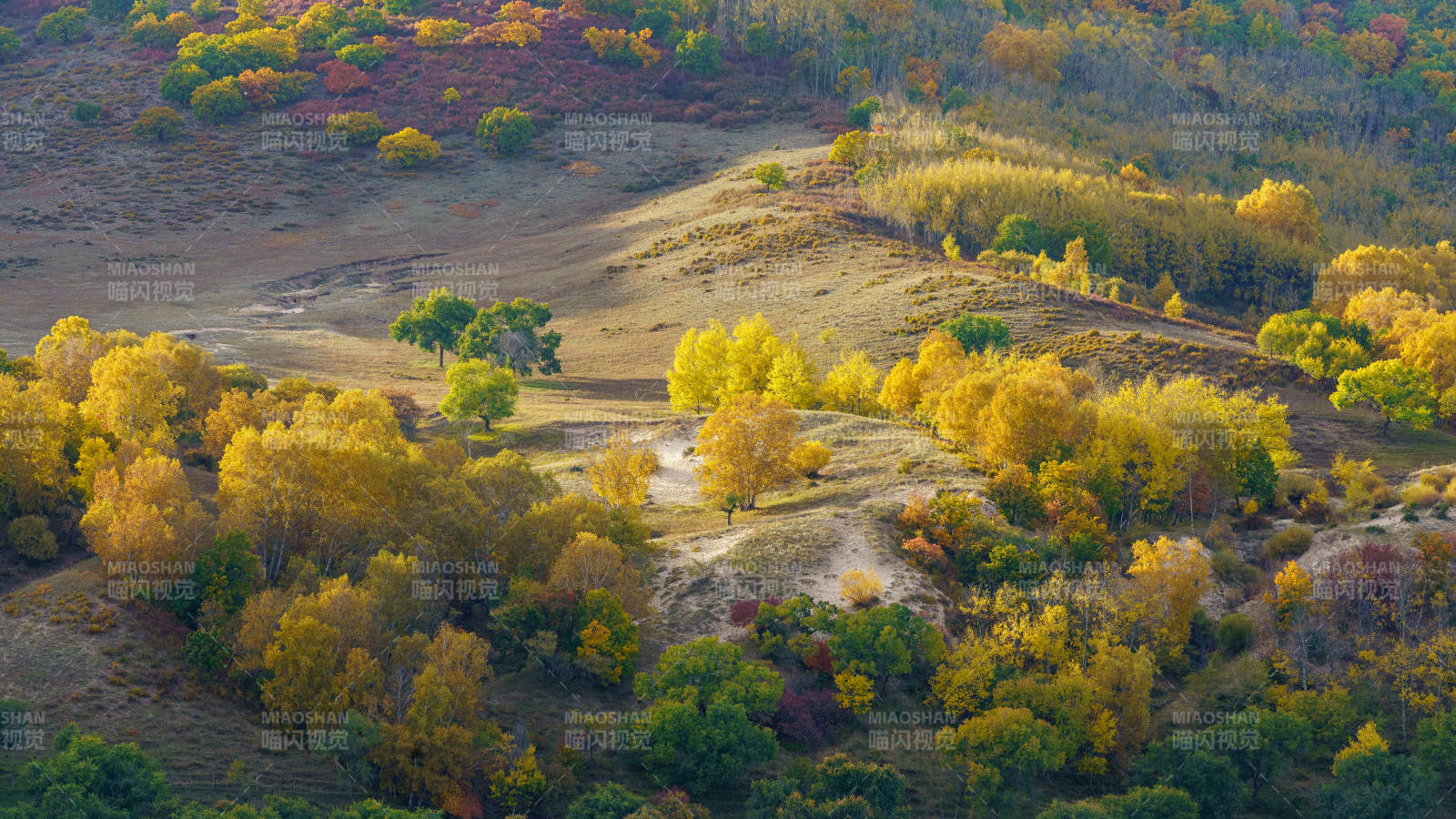 不是桦木沟蛤蟆坝秋山金叶图片