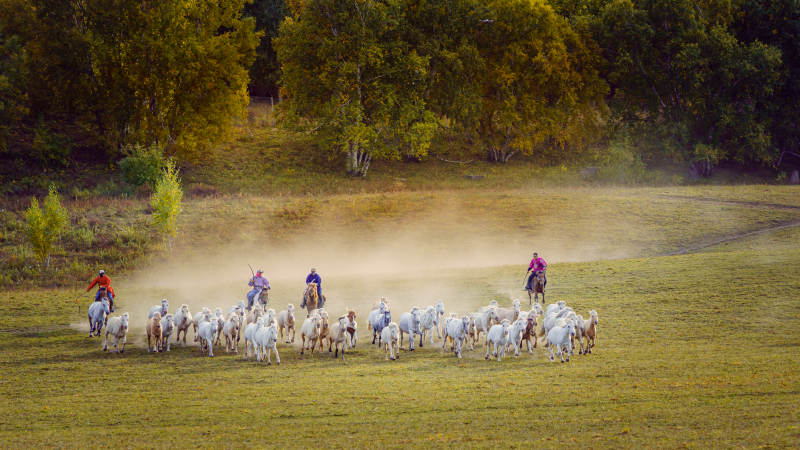 坝上乌兰木统牧马人驱赶羊群图片