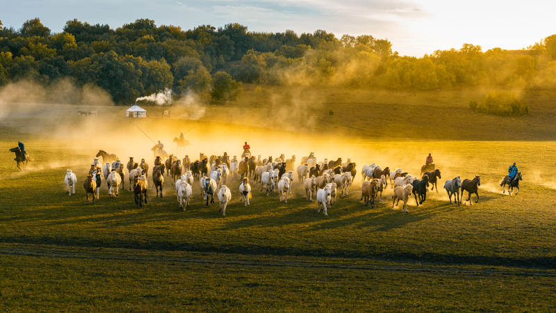 草原奔马图图片