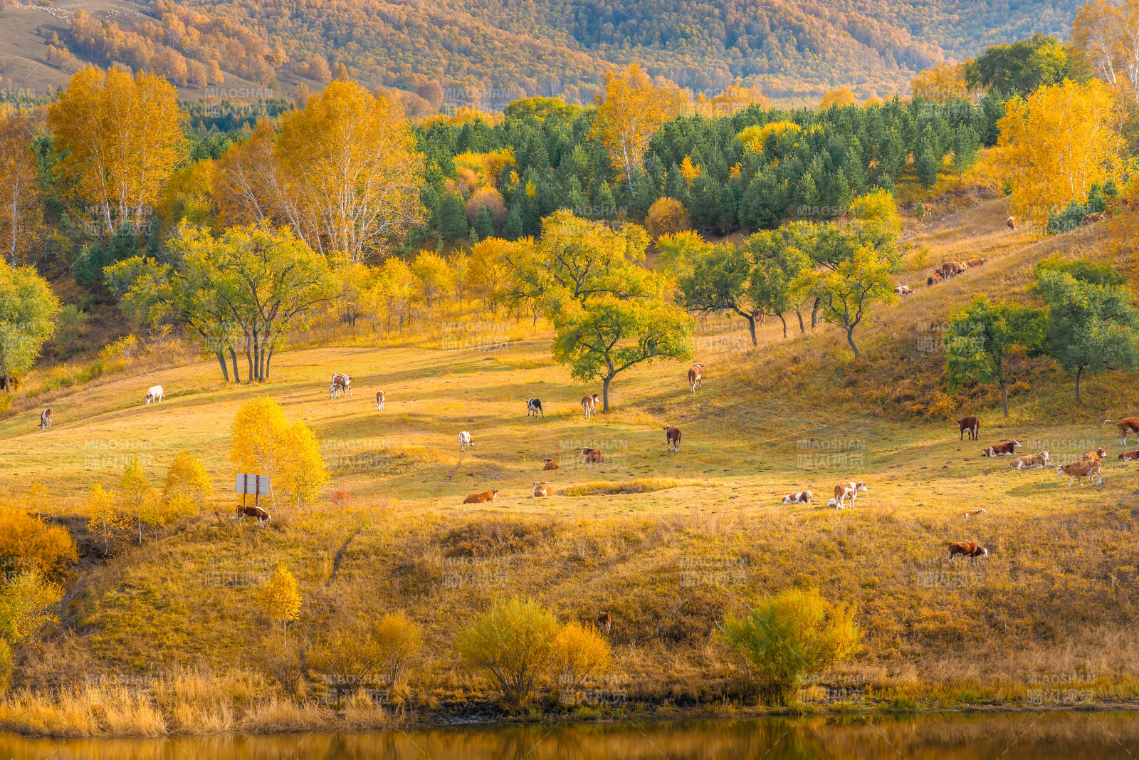 坝上桦木沟蛤蟆坝秋日牧场风光图片
