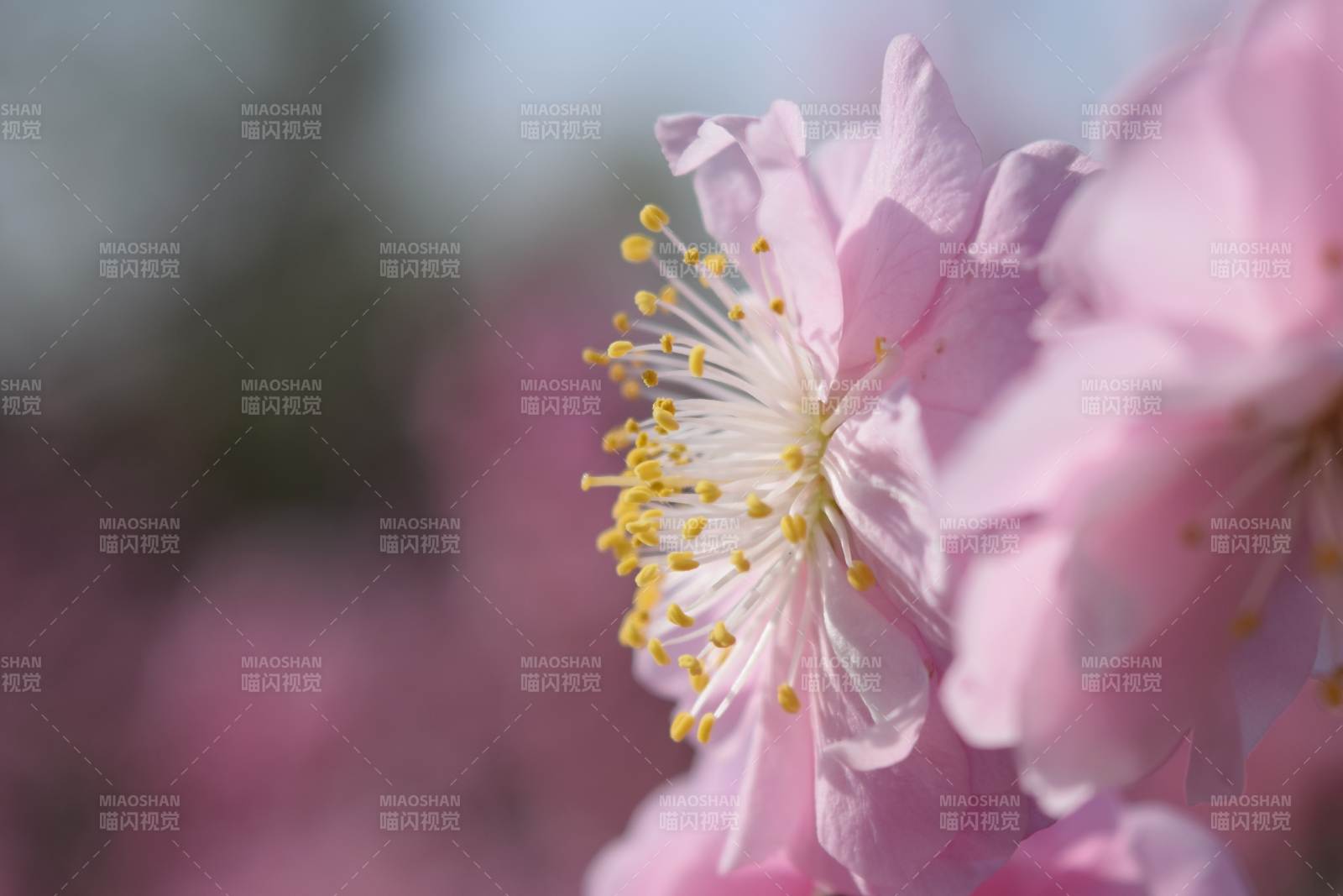 樱花绽放 春意盎然图片