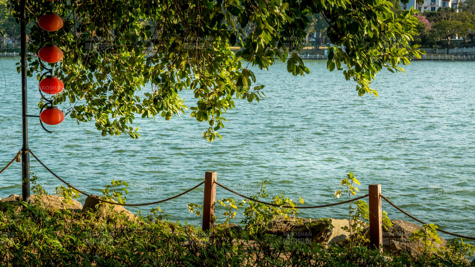 湖畔绿荫红灯笼图片