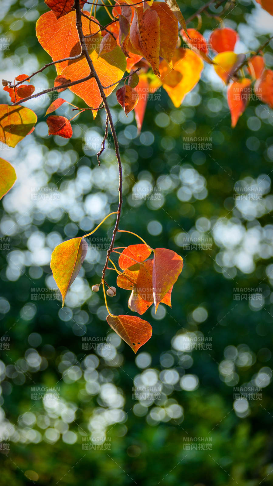 秋叶斑斓乌桕树图片