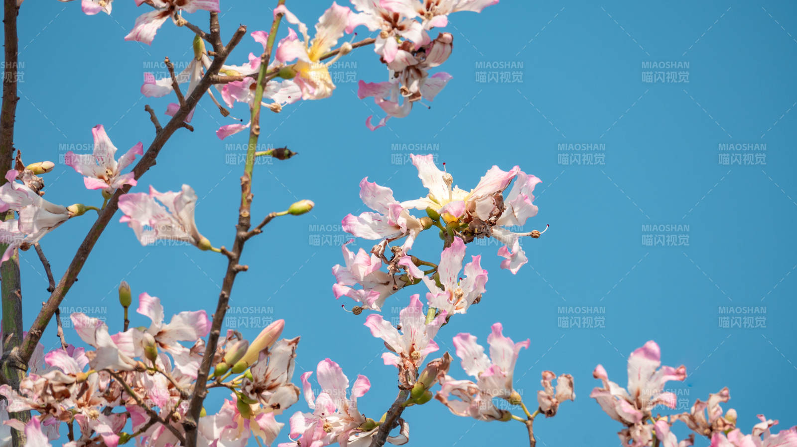 樱花绽放蓝天图片