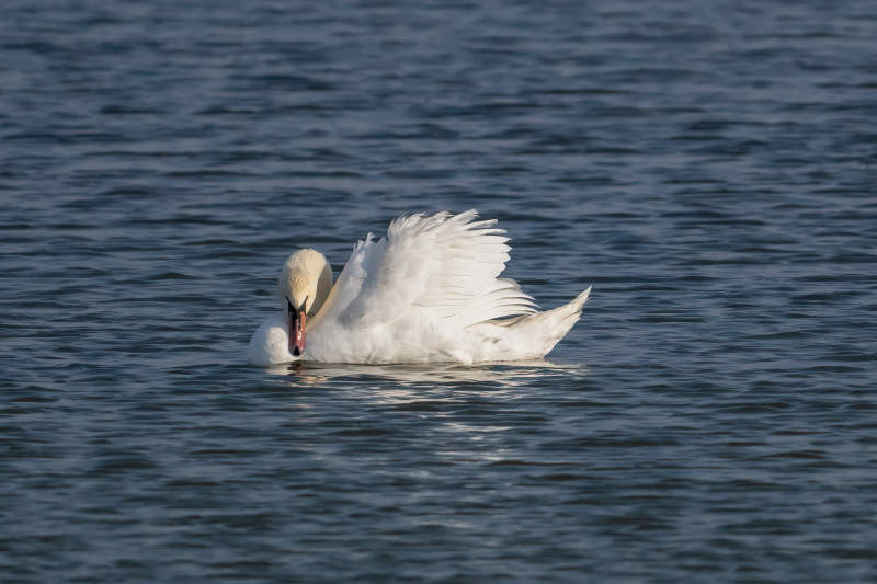 天鹅水中梳羽图片