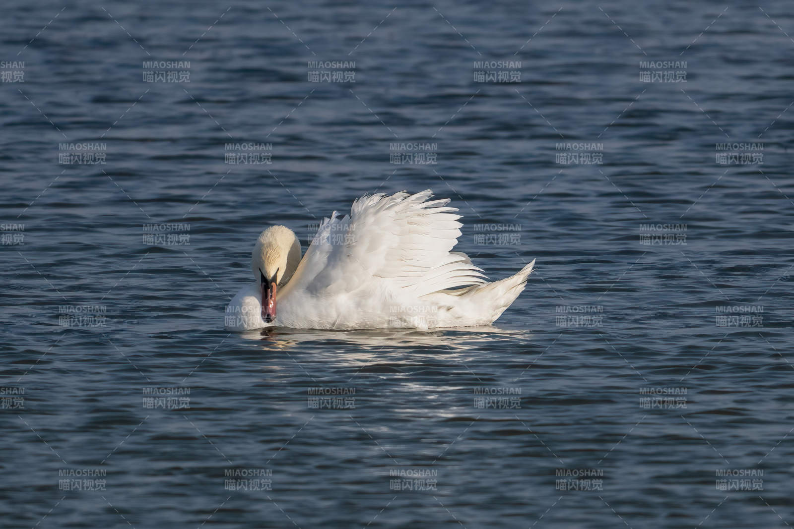 天鹅水中梳羽图片