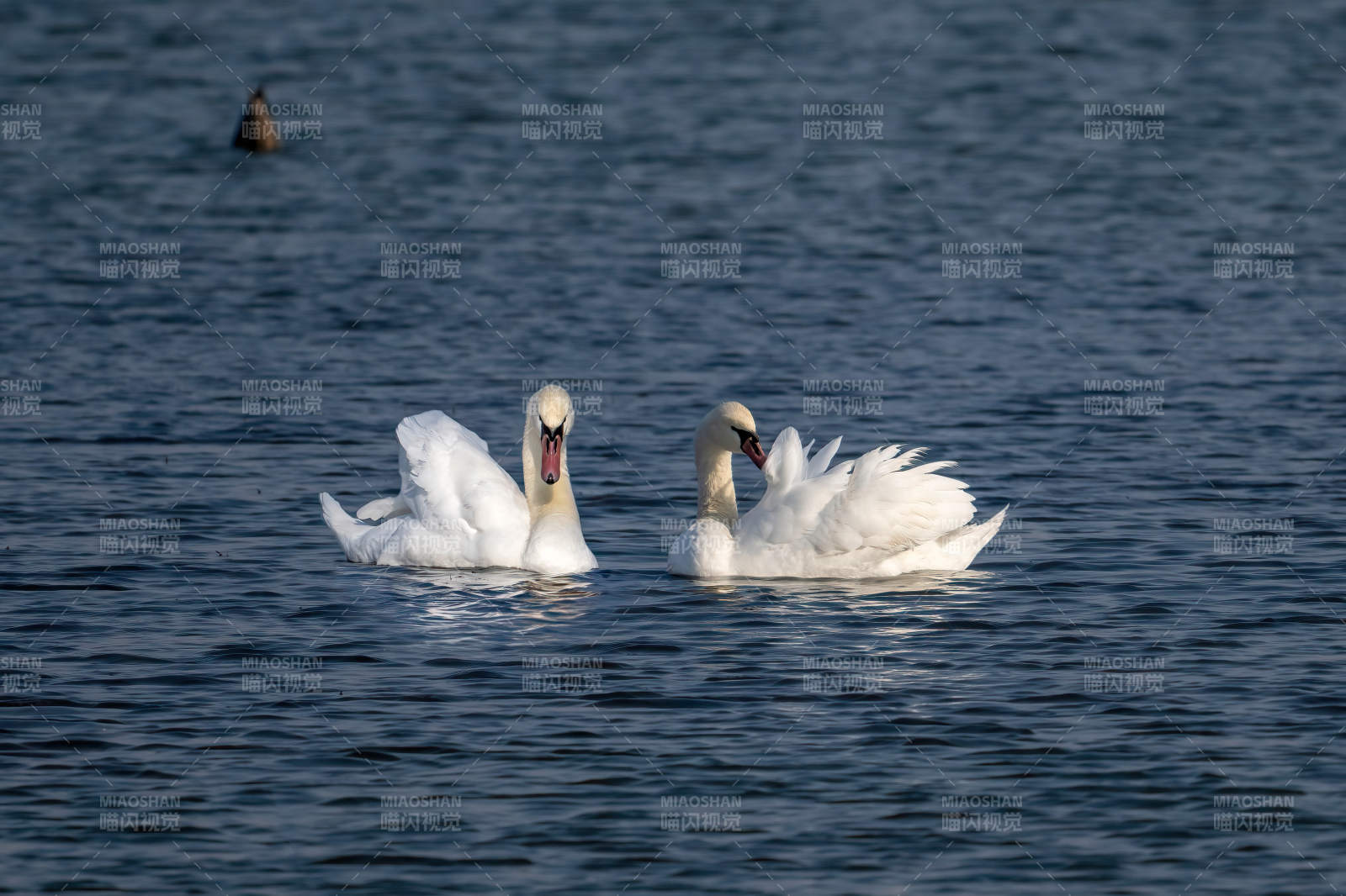 双天鹅湖中嬉戏图片