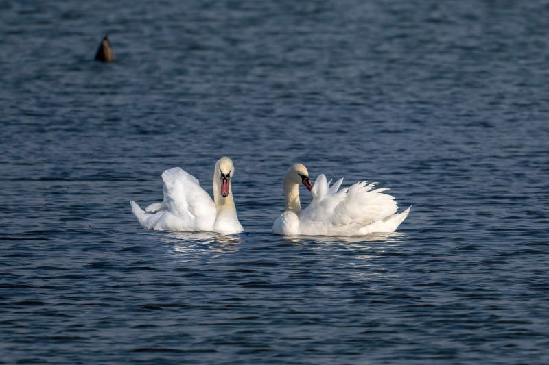 双天鹅湖中嬉戏图片