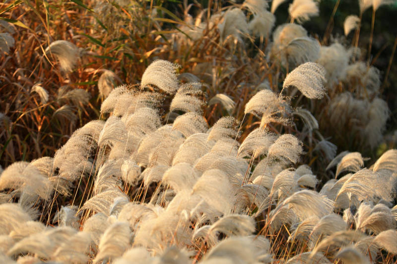 芦苇随风摇曳图片