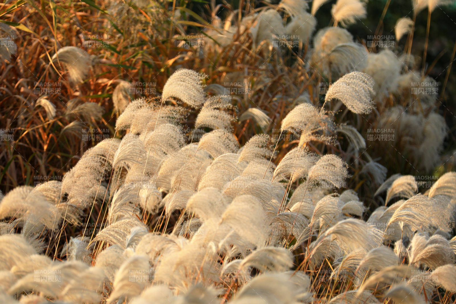芦苇随风摇曳图片