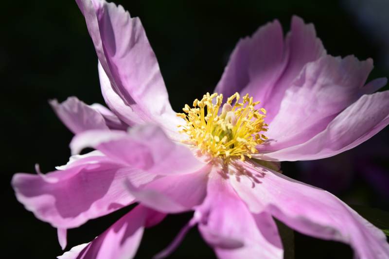 芍药绽放 娇艳欲滴图片