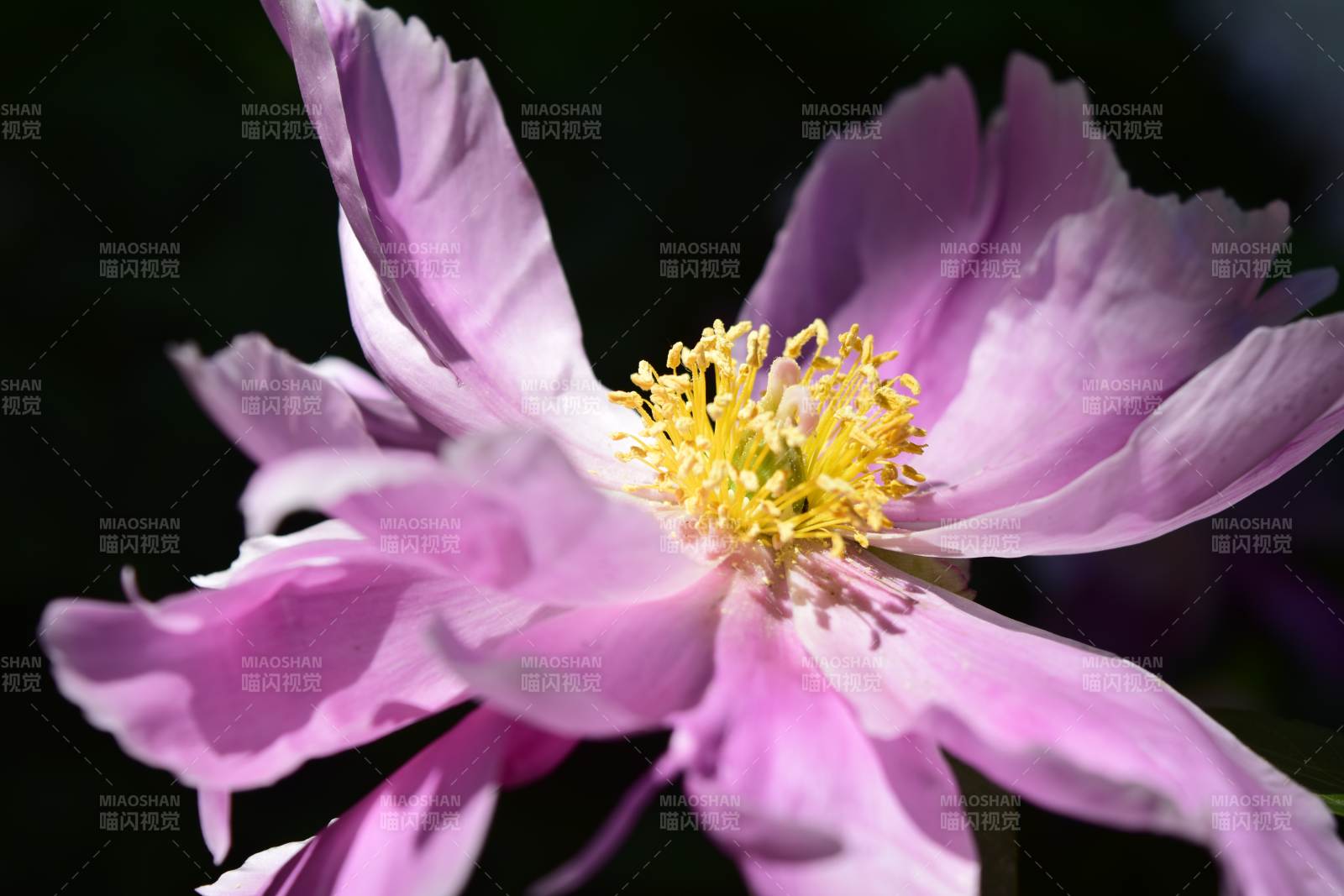 芍药绽放 娇艳欲滴图片