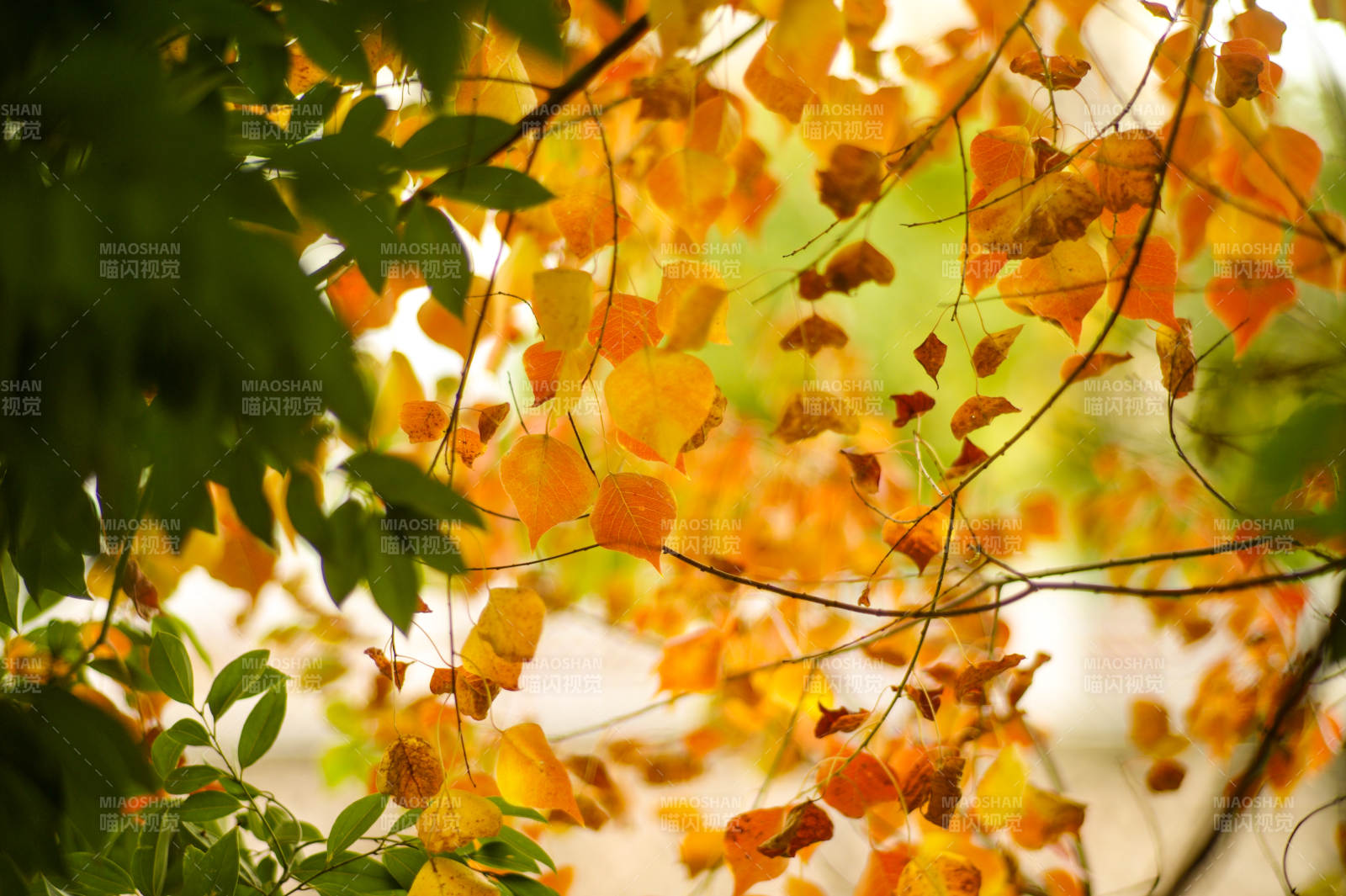 秋叶纷飞 光影斑驳图片