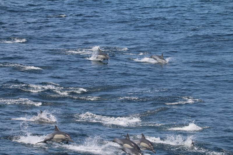 海豚跃浪嬉戏图片