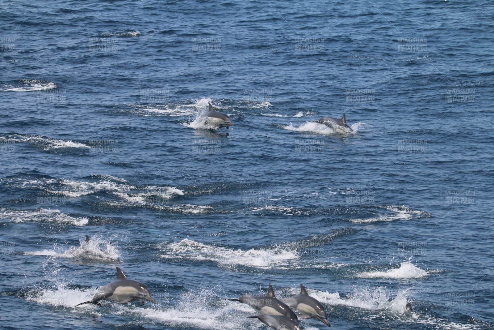 海豚跃浪嬉戏图片