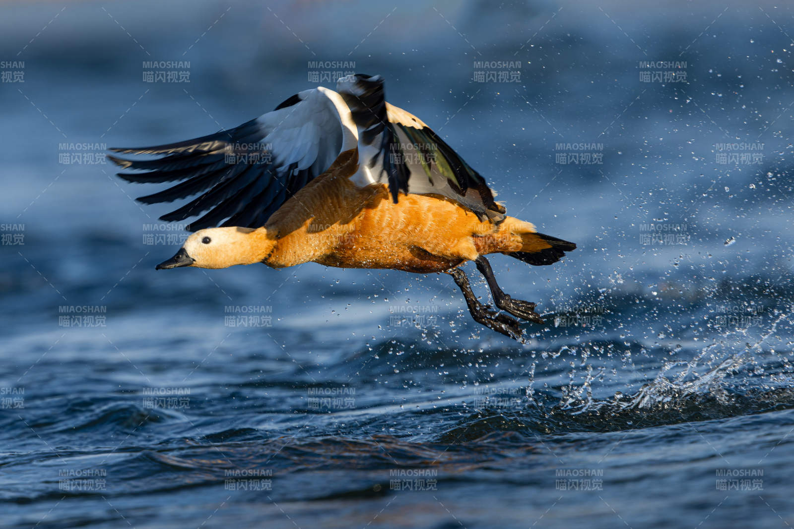 飞翔的鸭子图片