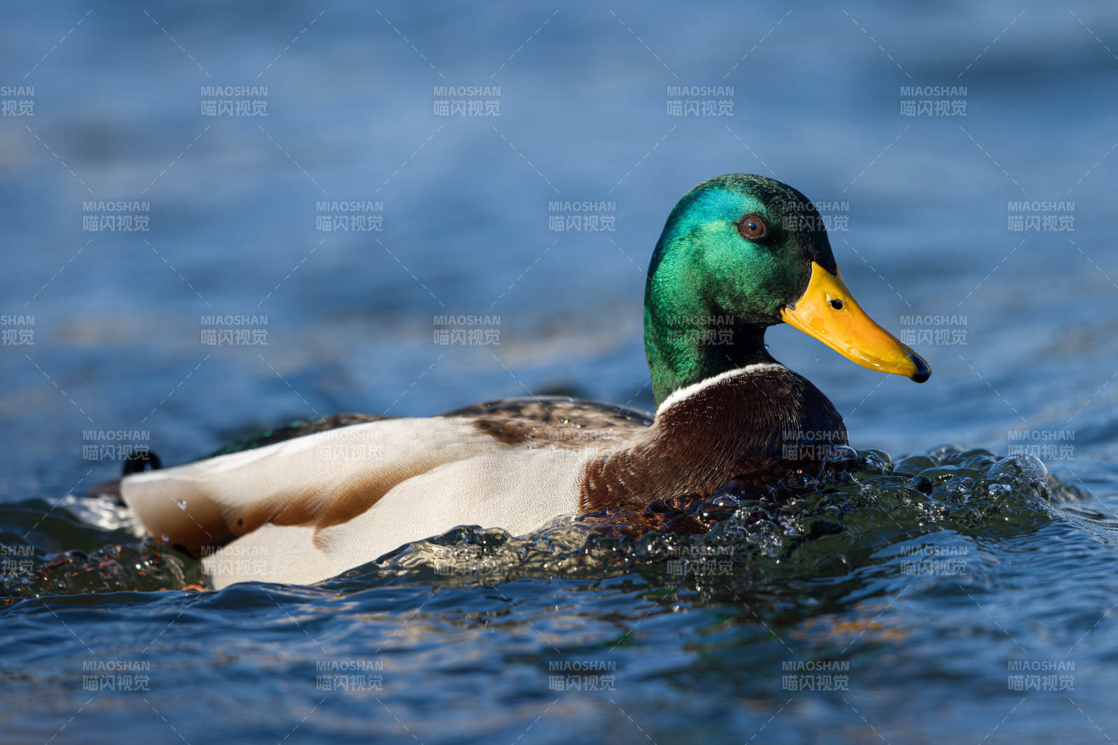 绿头鸭游水图片