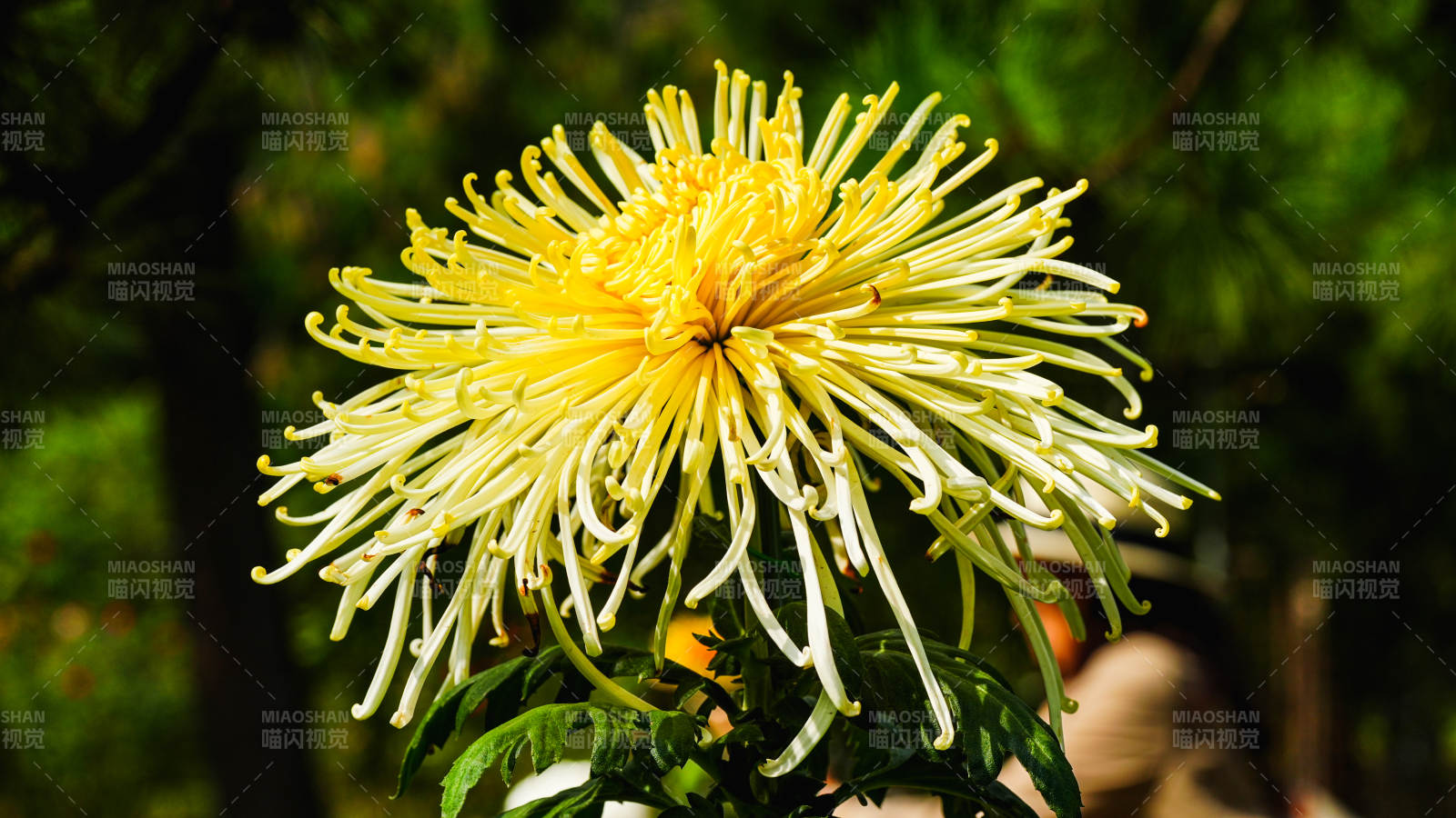 金丝菊花绽放图片