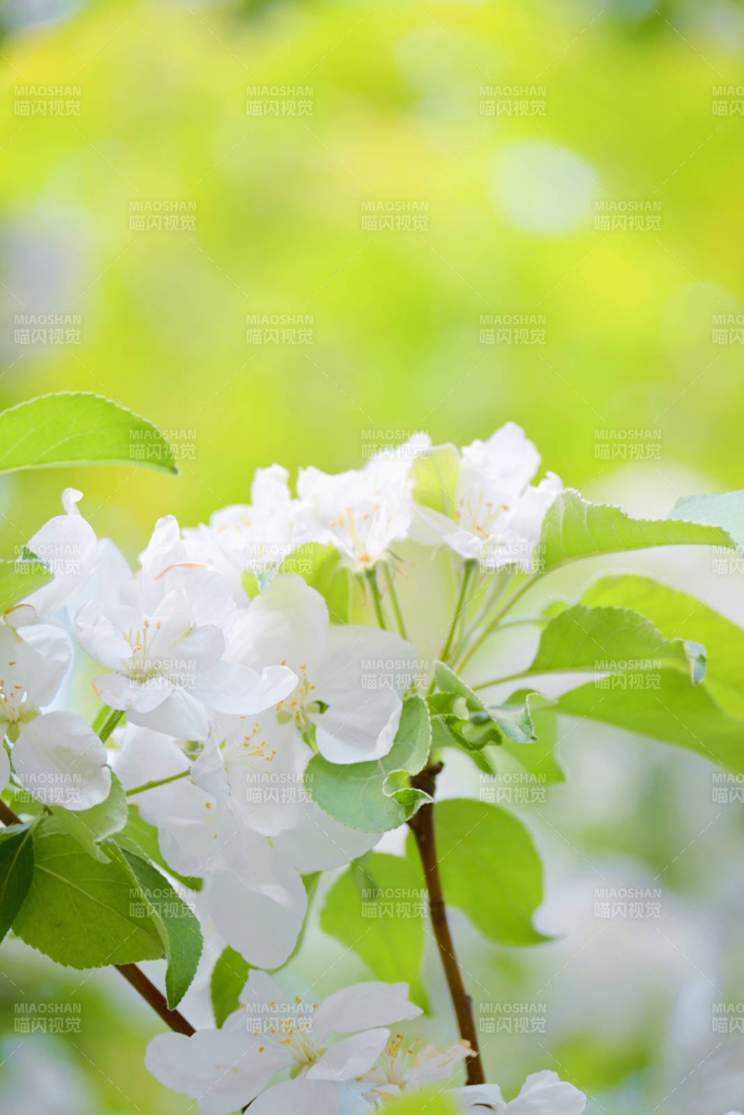 早樱 春日花开图片