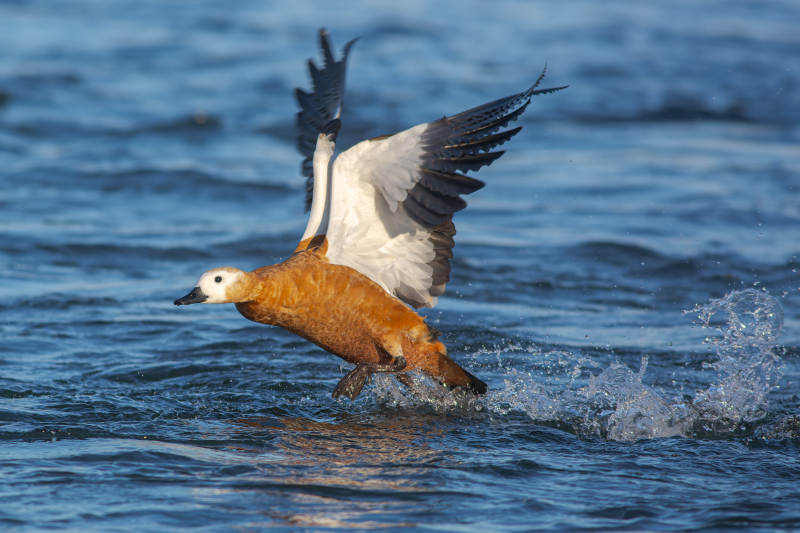 飞翔的赤麻鸭图片