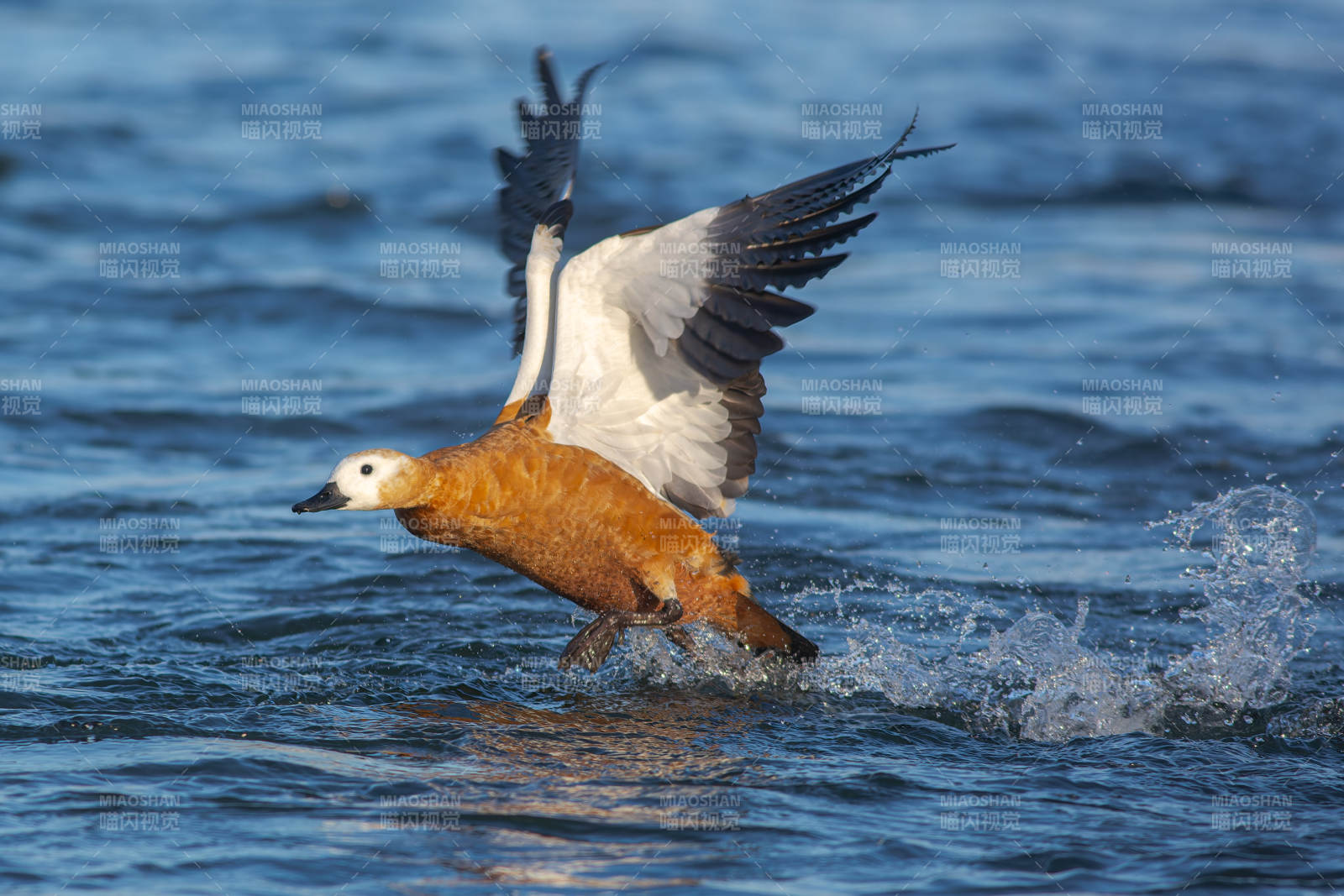 飞翔的赤麻鸭图片
