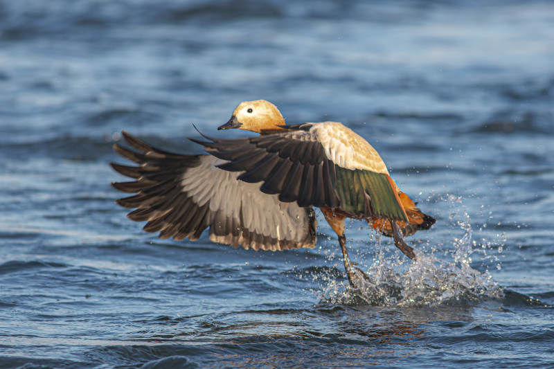 飞翔的赤麻鸭图片