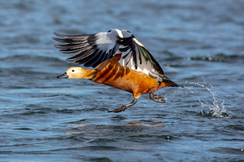 飞翔的鸭子图片