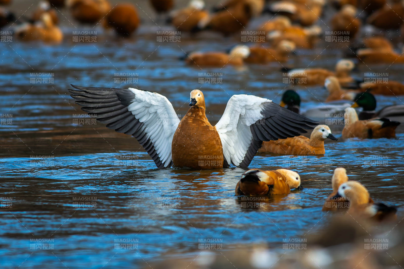 赤麻鸭展翅水面图片
