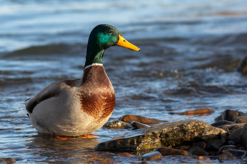 绿头鸭水边栖息图片