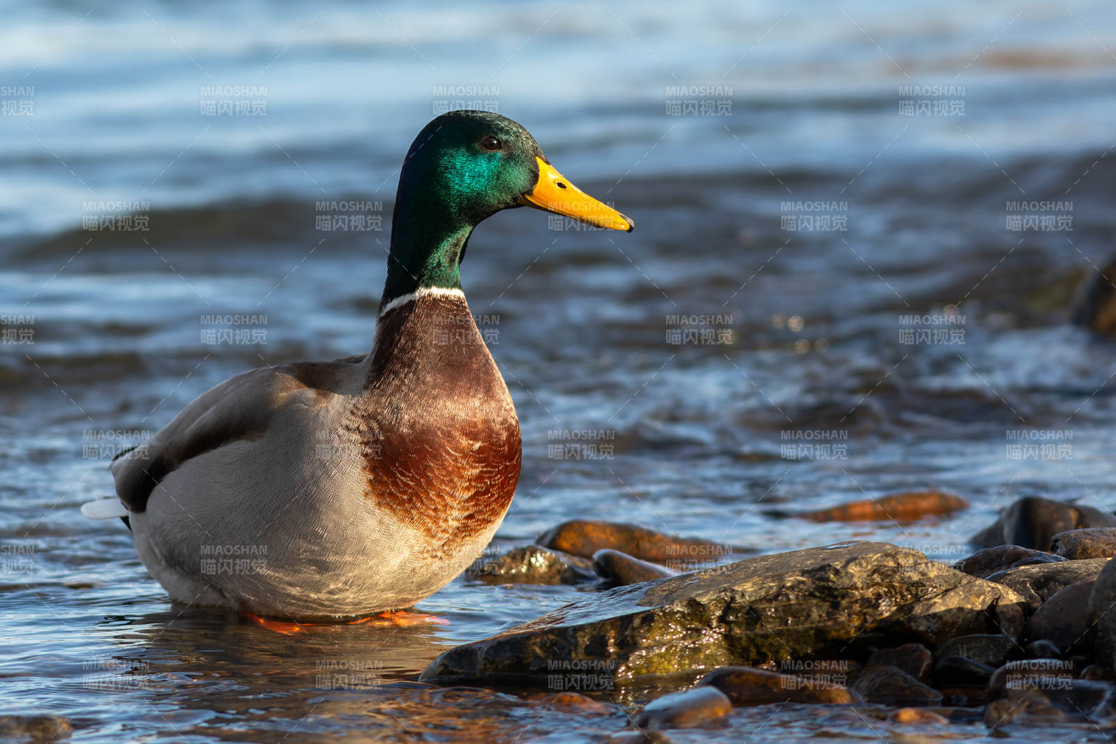 绿头鸭水边栖息图片