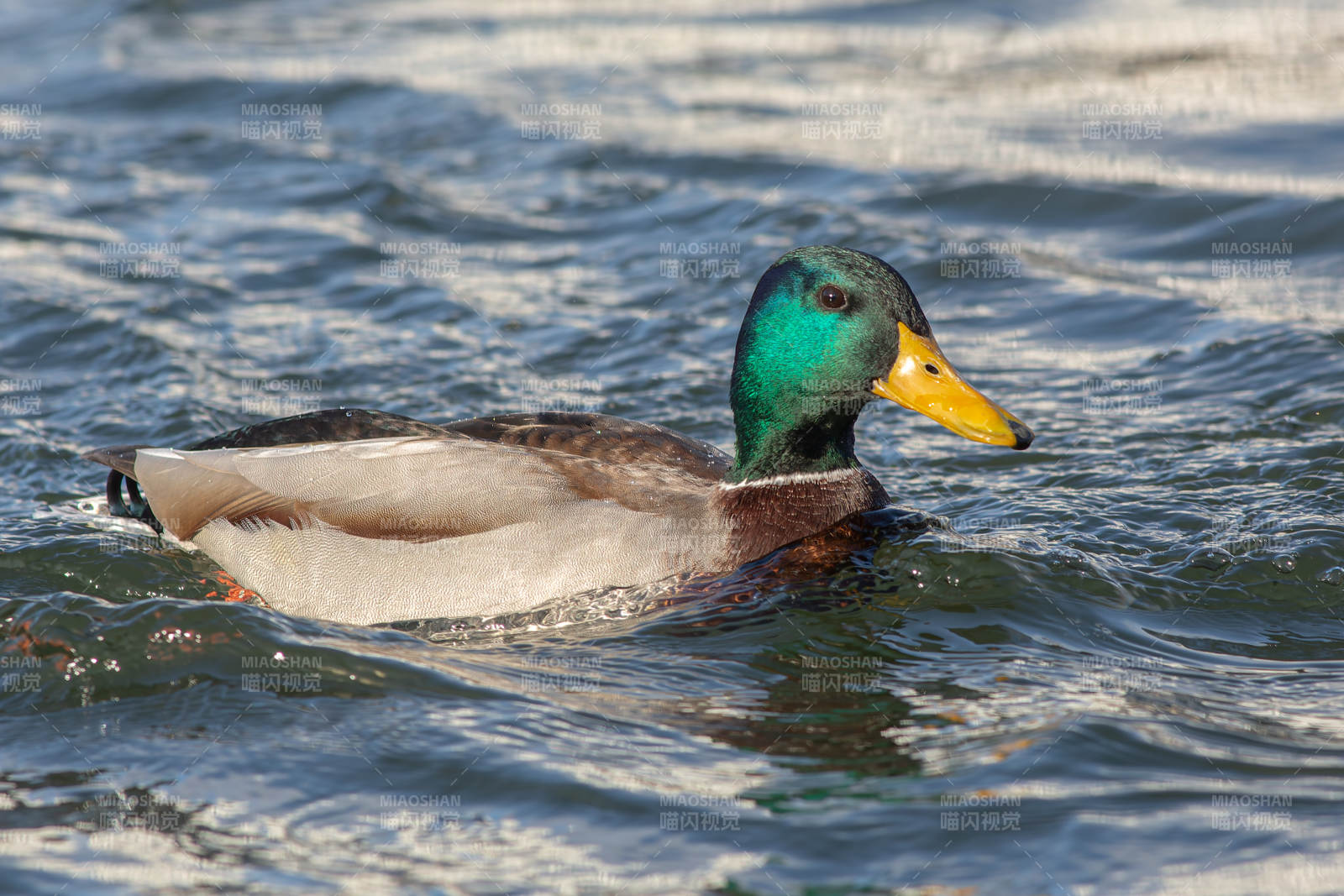 绿头鸭游水图片
