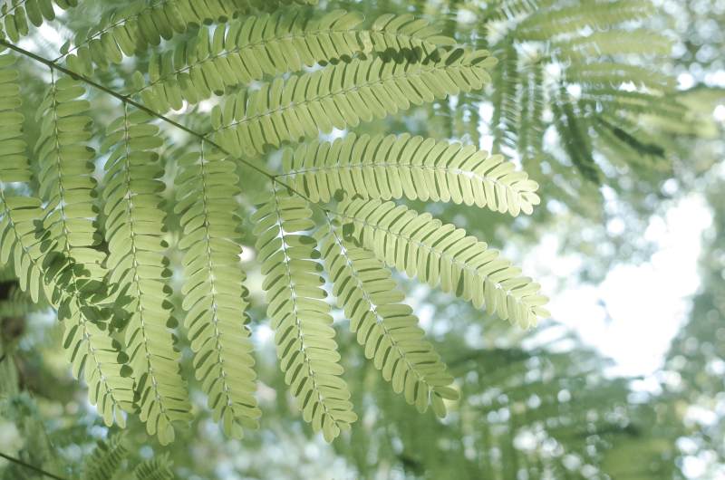 绿叶婆娑光影间图片