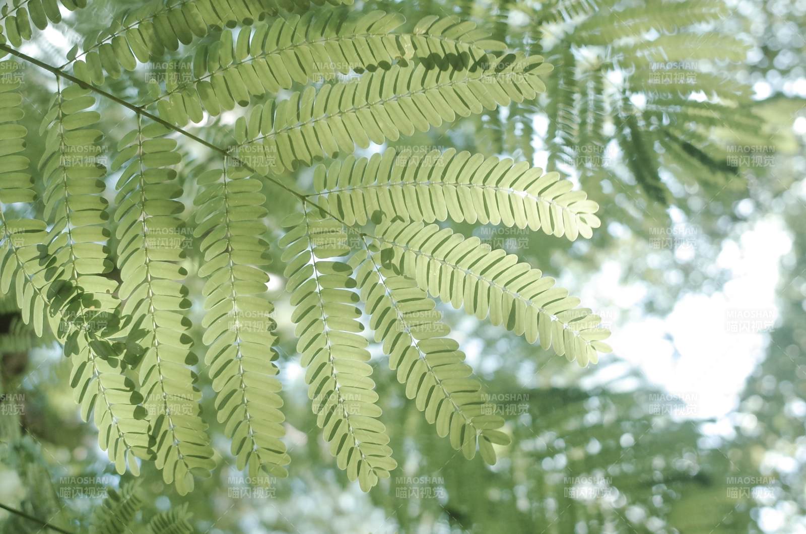 绿叶婆娑光影间图片