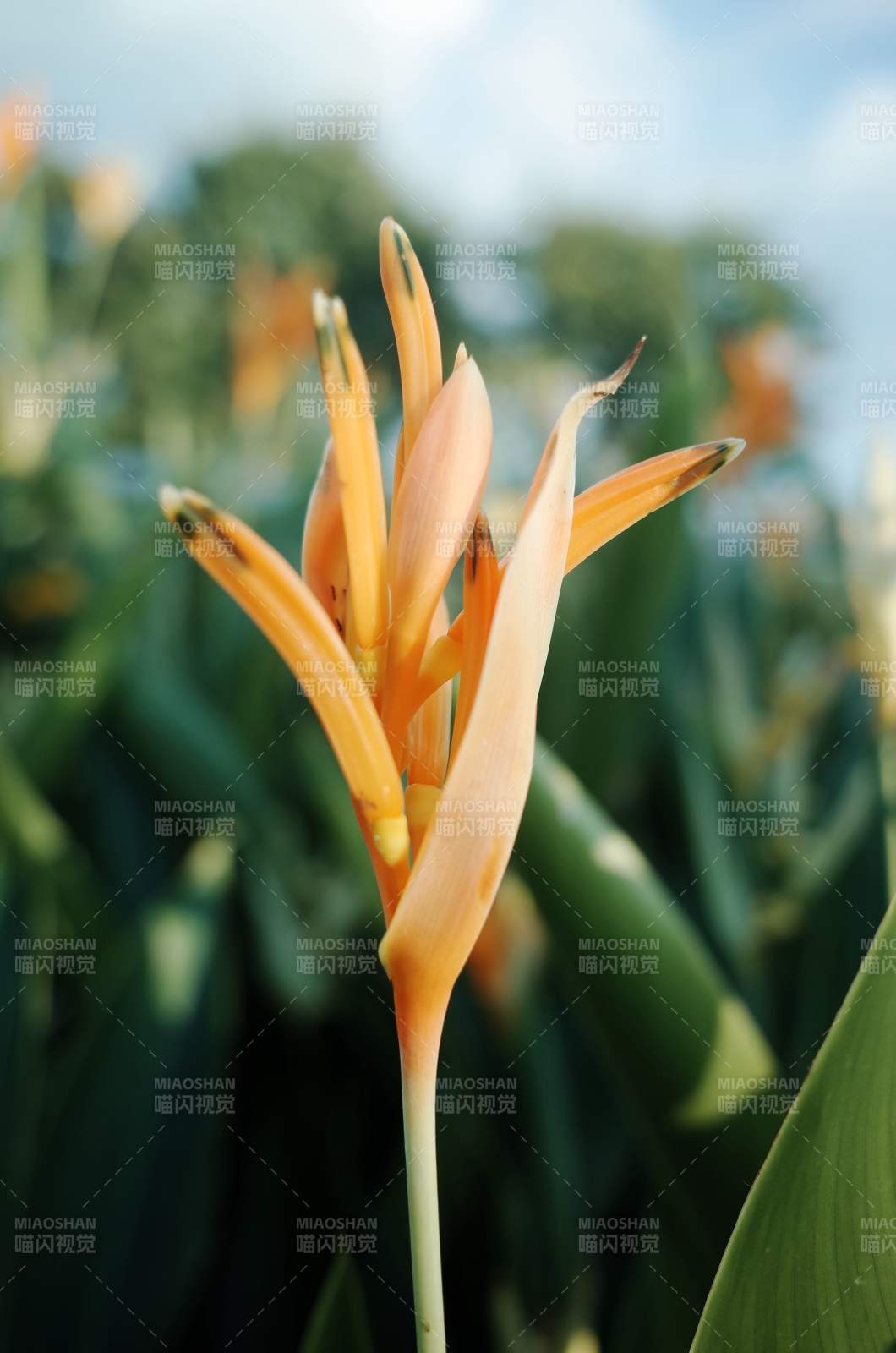 鹤望兰绽放图片