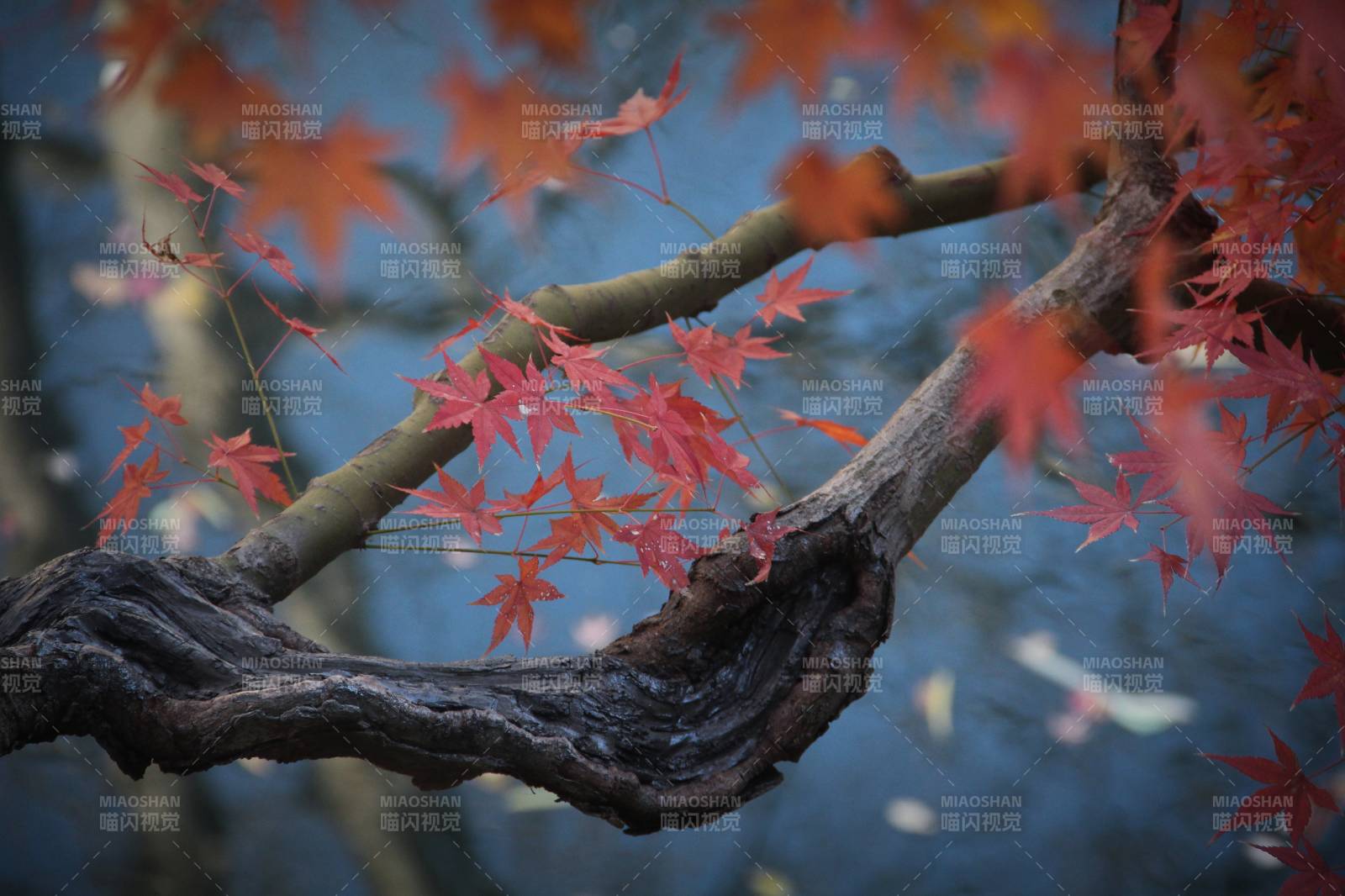 秋枫枝头红叶舞图片