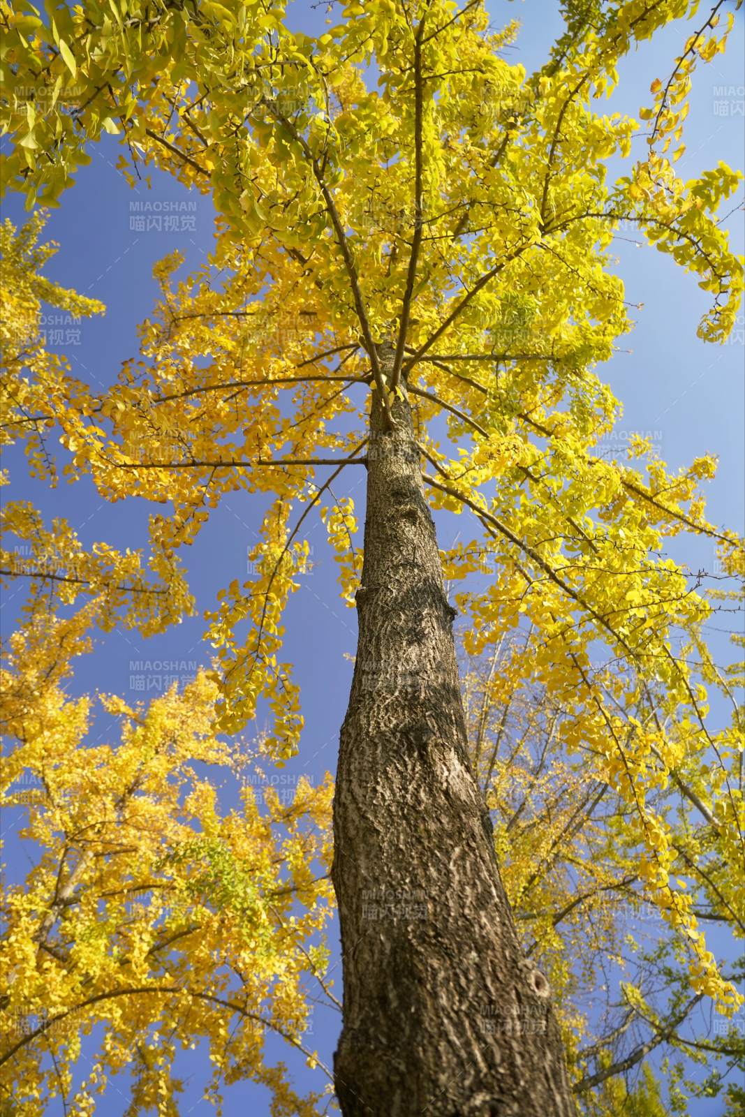 金秋银杏树图片