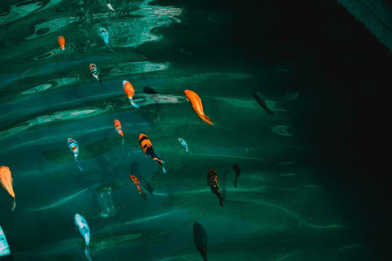 水下鱼群游动图片