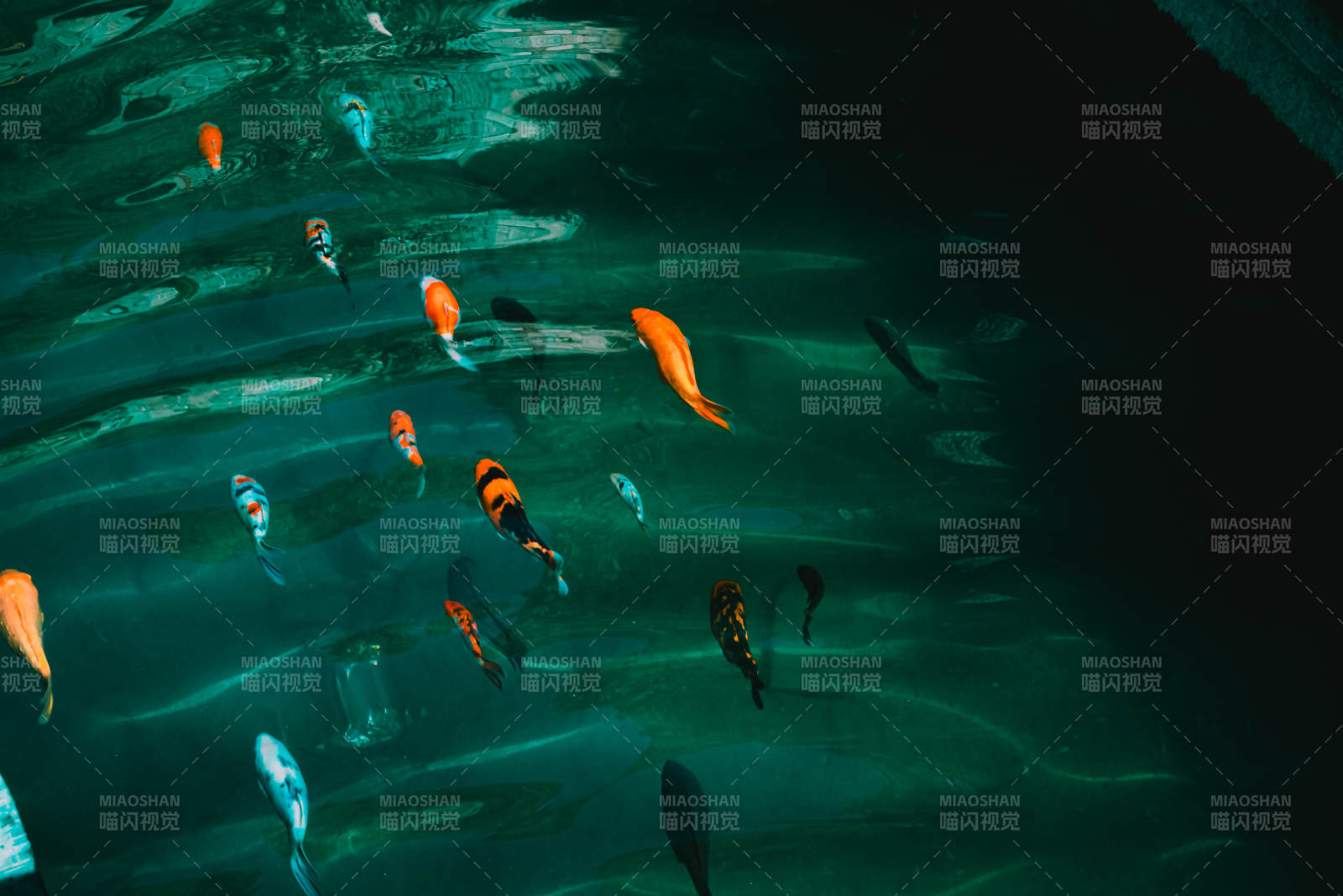 水下鱼群游动图片