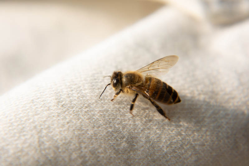 蜜蜂栖息于布面图片