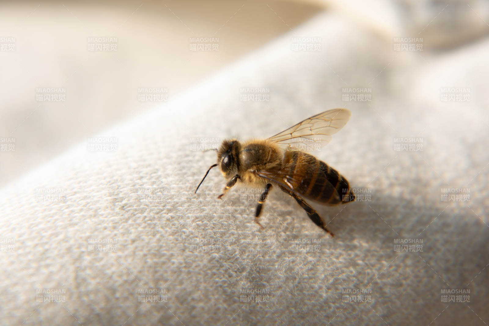 蜜蜂栖息于布面图片