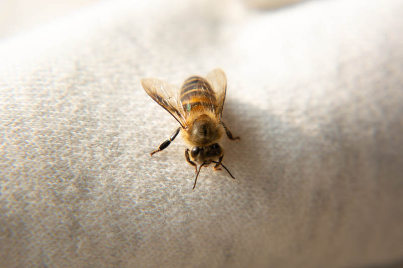 蜜蜂静卧布面图片