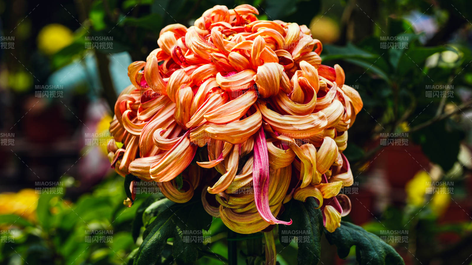 橙色菊花绽放图片