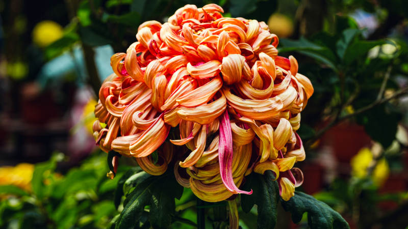 橙色菊花绽放图片