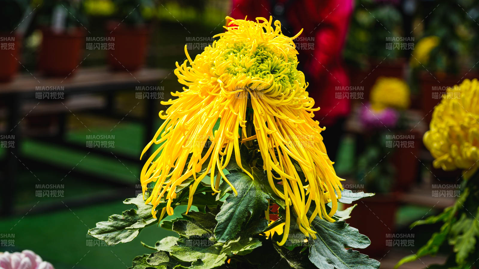 金菊绽放 绚丽夺目图片