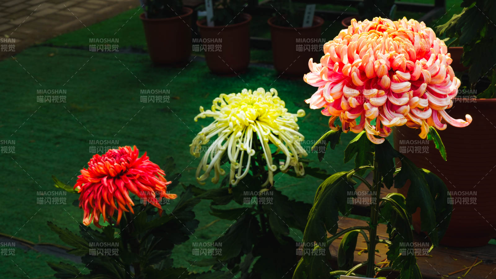 菊花绽放 色彩斑斓图片