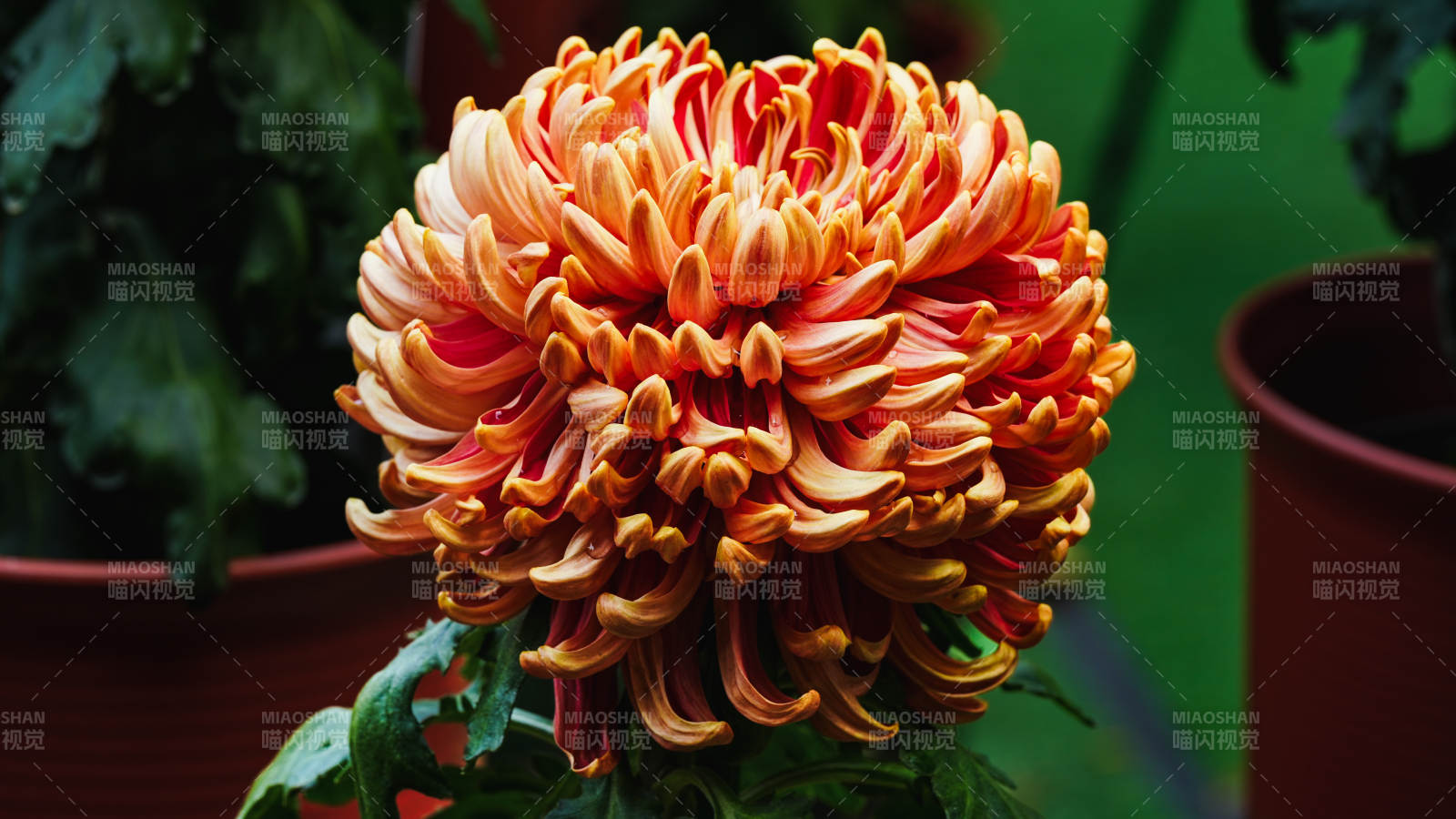 橙红菊花绽放图片