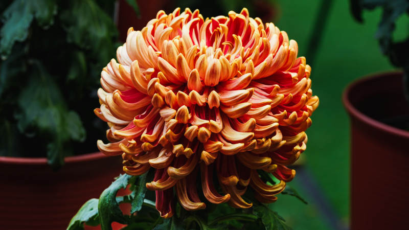 橙红菊花绽放图片